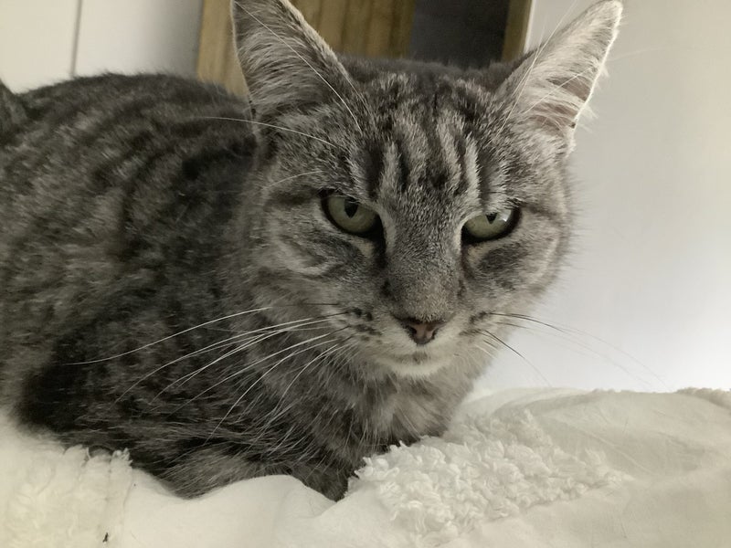 Manx x Tabby Cat Carousel 2