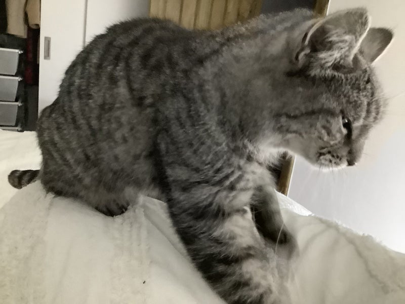 Manx x Tabby Cat Carousel 4