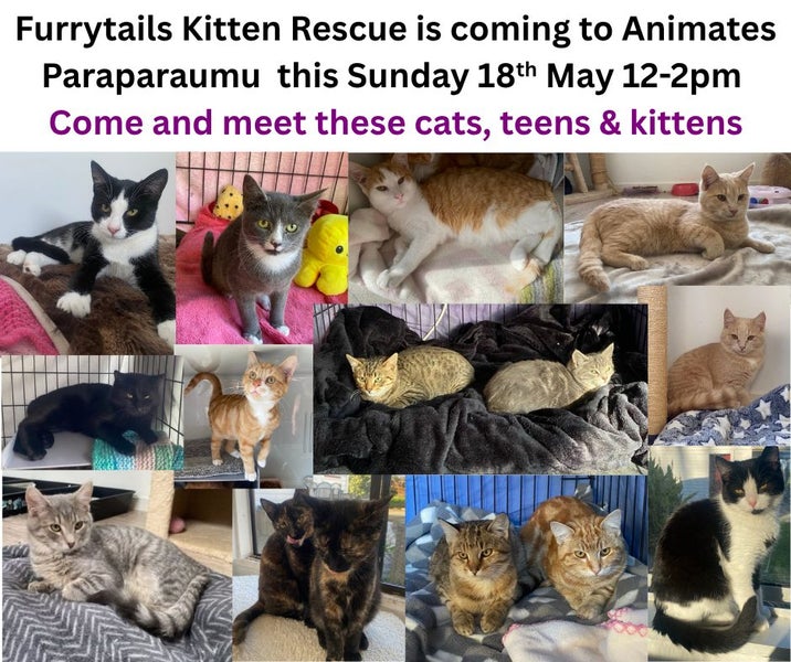 Kittens, teens & cats - Furrytails Kitten Rescue in Levin Carousel 1