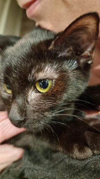 THE STREET CAT PROJECT - SAGE - AVAILABLE FOR ADOPTION Carousel 1