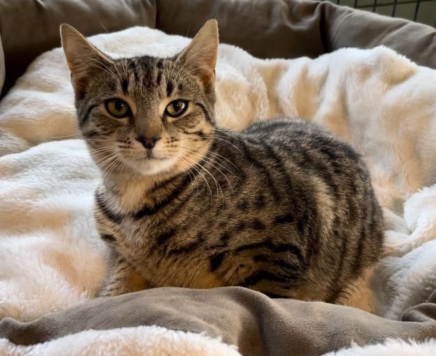 Nutella 16 wks old - Cat Care Loburn Carousel 1