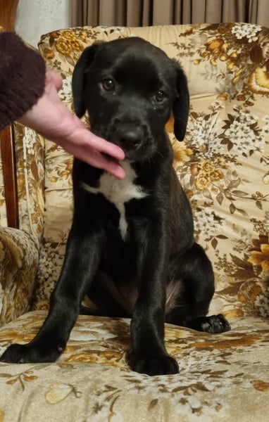 Sox (Ellie's Canine Rescue & Rehome) Carousel 4