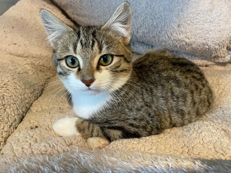 Robin, male - 15 wks - Cat Care Loburn Carousel 1