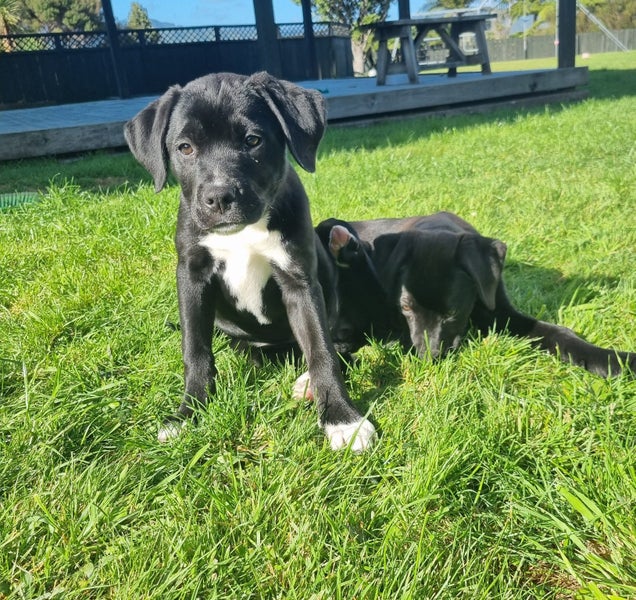 Sox (Ellie's Canine Rescue & Rehome) Carousel 1