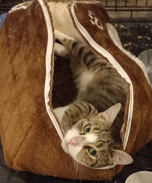 Blaise male - 20 wks - Cat Care Rangiora Carousel 1