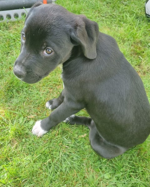 Sox (Ellie's Canine Rescue & Rehome) Carousel 2