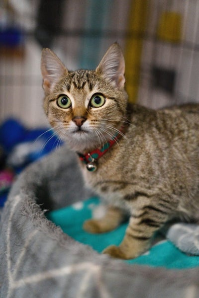 Lyla - 16 wks - Cat Care Ohoka Carousel 1