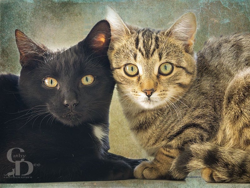 UB40 female 18 wks old - Cat Care Eyrewell Carousel 2