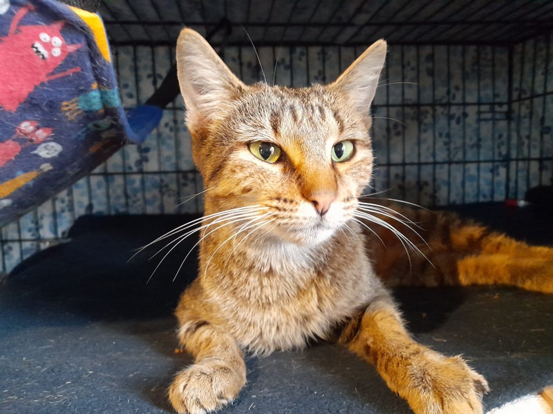 Brave Paws Cat Rescue - Cat - Rosie Carousel 2