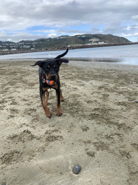 Fergus (Ellie's Canine Rescue & Rehome) Carousel 2