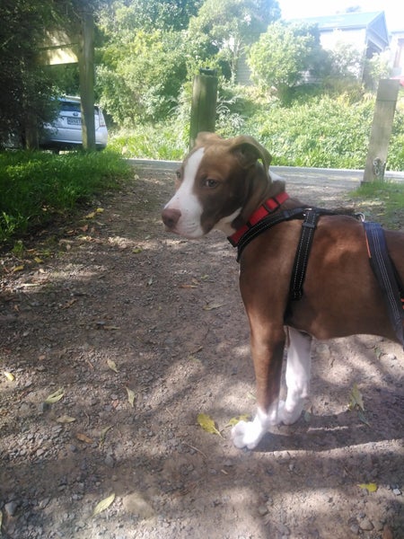 Sandy (Ellie's Canine Rescue & Rehome) Carousel 6