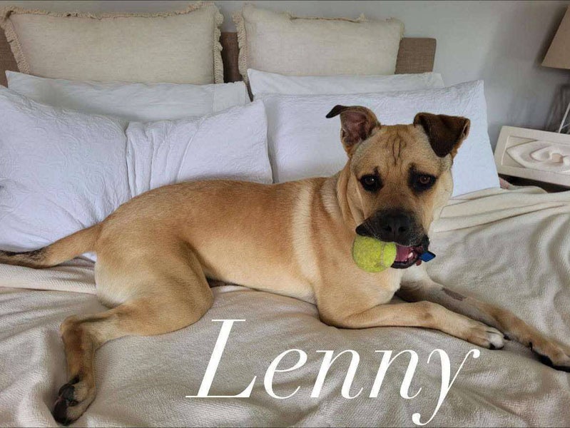 Lenny - Good with Other Dogs, Cats, Livestock and Children Carousel 1