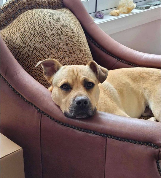 Lenny - Good with Other Dogs, Cats, Livestock and Children Carousel 7