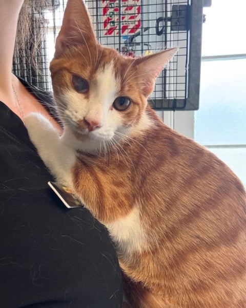 THE STREET CAT PROJECT - GOOSE - AVAILABLE FOR ADOPTION Carousel 1