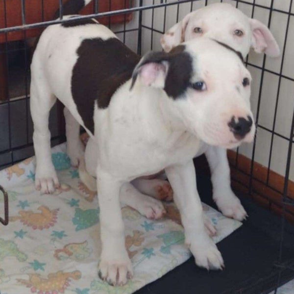 Oreo - Staffi X - BOI Animal Rescue Trust Carousel 1
