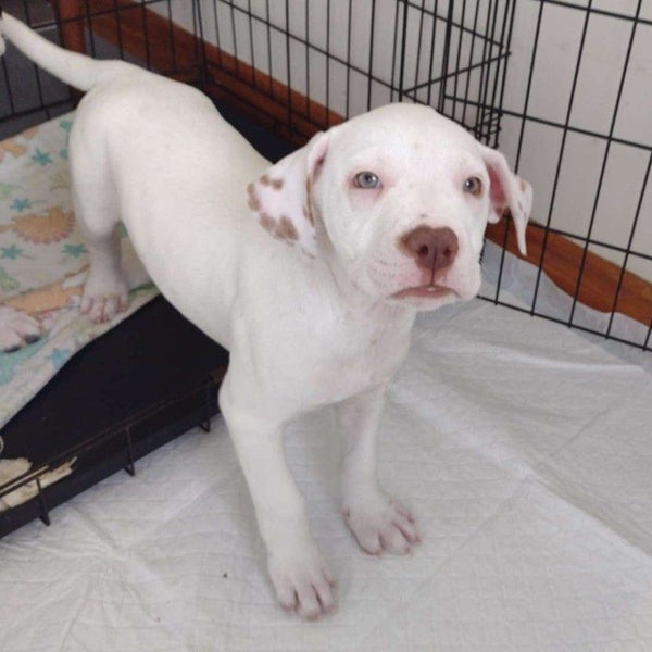 Reign - Staffi X - BOI Animal Rescue Trust Carousel 2