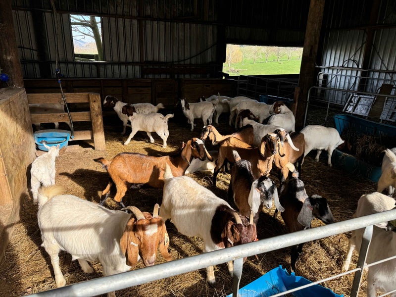 Boer Goats for Sale Carousel 2