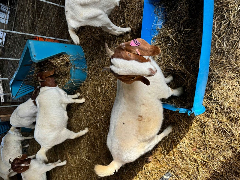 Boer Goats for Sale Carousel 1