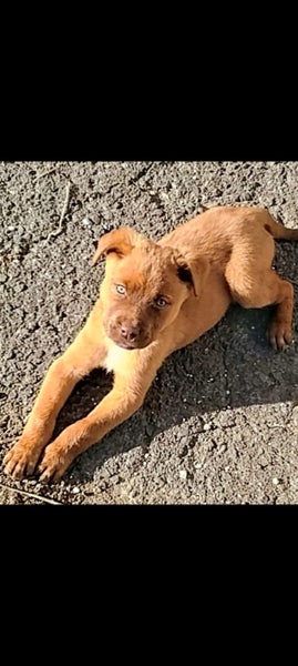 LAB X PITTY PUPPIES Carousel 1