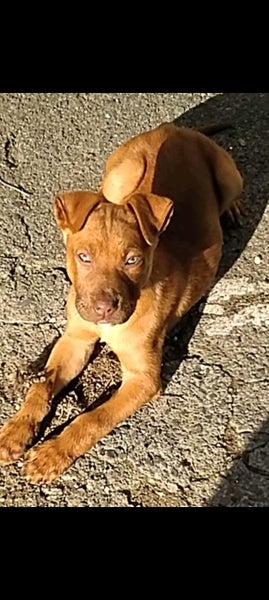 LAB X PITTY PUPPIES Carousel 2