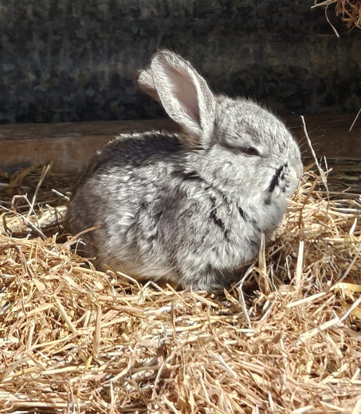 Jersey / Chinchilla & Netherland Dwarfs Carousel 1