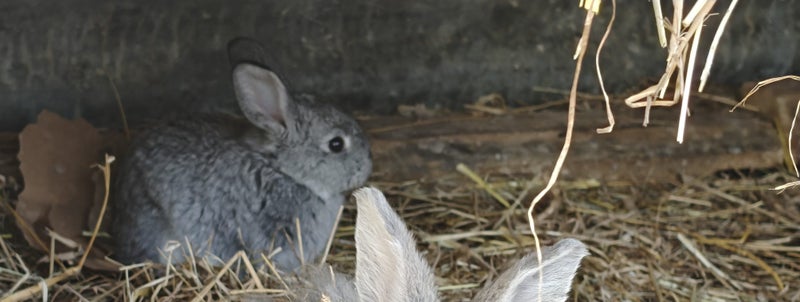 Jersey / Chinchilla & Netherland Dwarfs Carousel 7