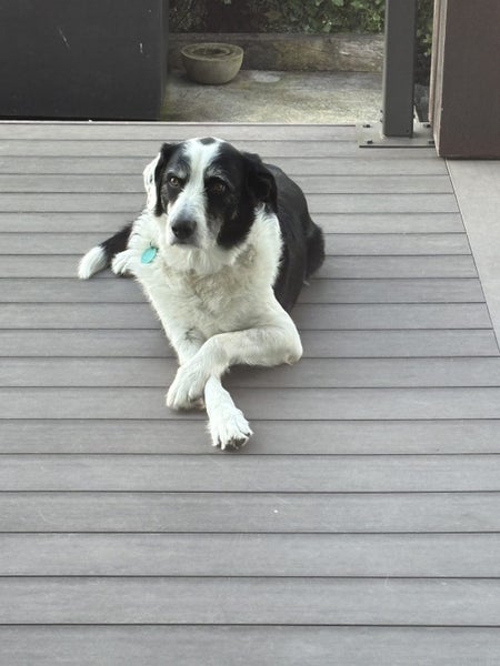 Rehoming Dog Carousel 1