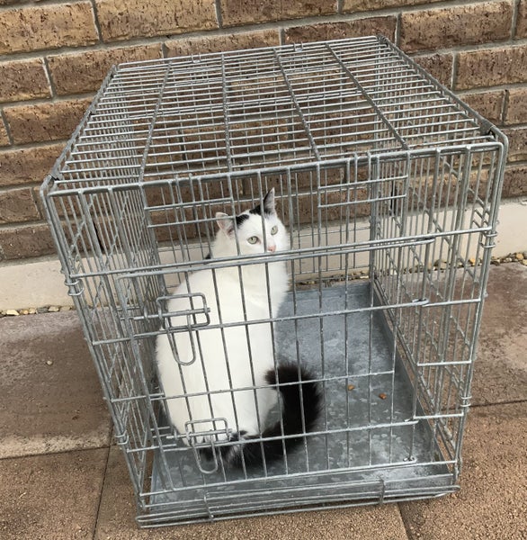 Pet Cage Carousel 4