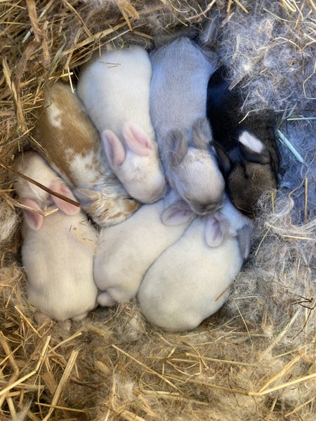 Adorable mini lops Carousel 1