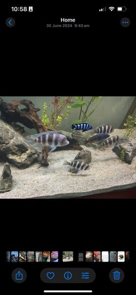 Large fish tank. 540L - 1500mm x 600mm x 600mm Carousel 7