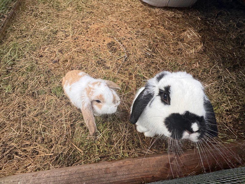 Rabbit mini lop Carousel 2
