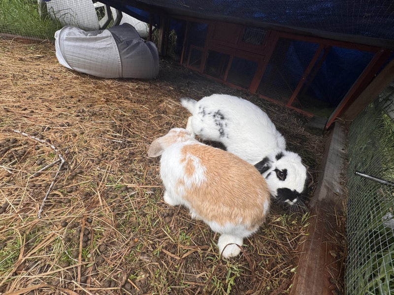 Rabbit mini lop Carousel 3