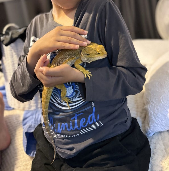 Bearded dragon lizard plus enclosures Carousel 1