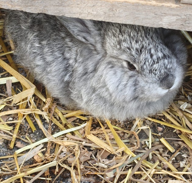 Jersey / Chinchilla & Netherland Dwarfs Carousel 9