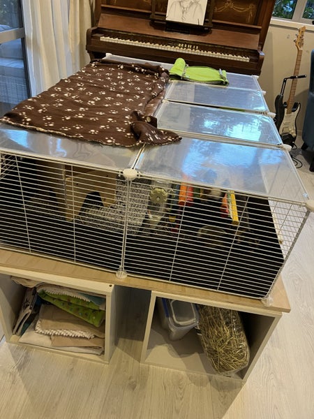 Guinea pigs Carousel 2
