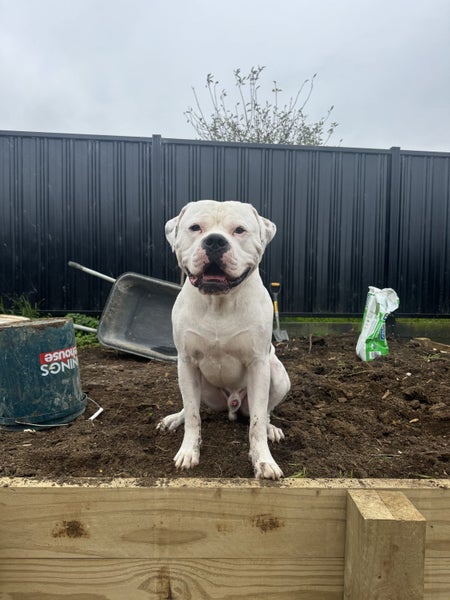 Meet Winston – A Loving American Bulldog Looking for His Forever Home Carousel 1