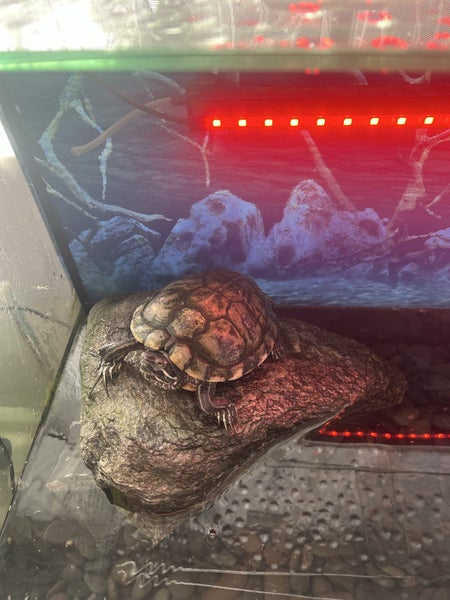 2 X Turtles Carousel 2