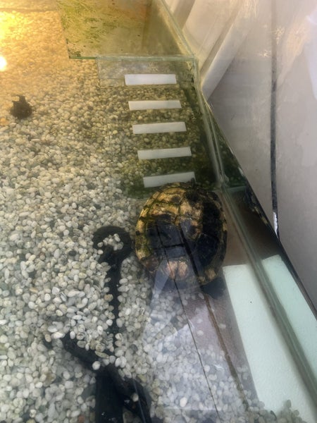 2 X Turtles Carousel 1