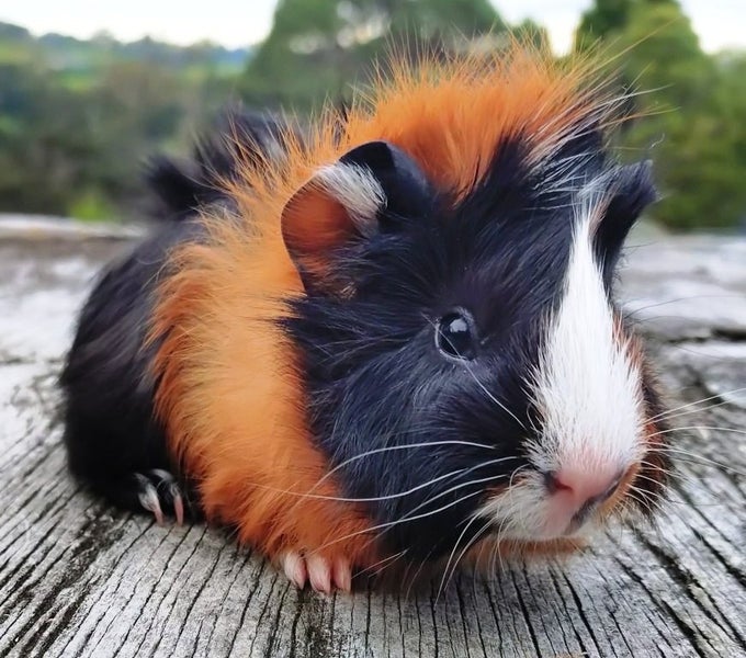 Guinea Pigs, Attractive and Healthy Carousel 1