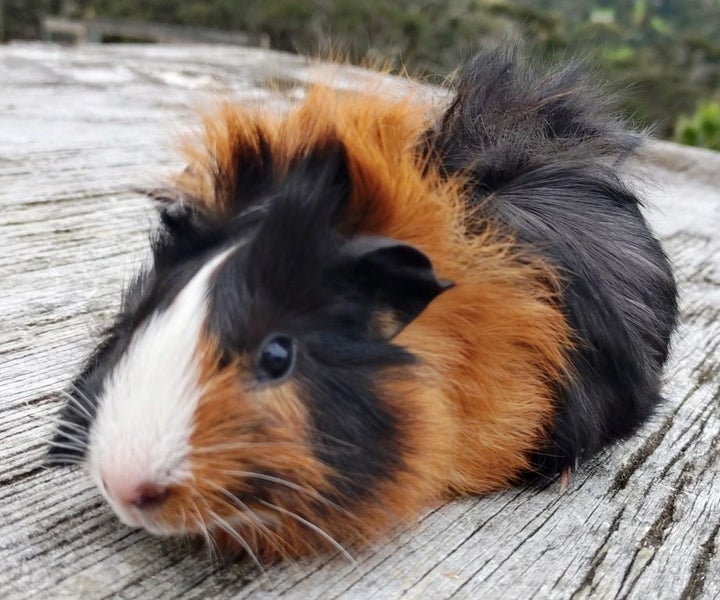 Guinea Pigs, Attractive and Healthy Carousel 2
