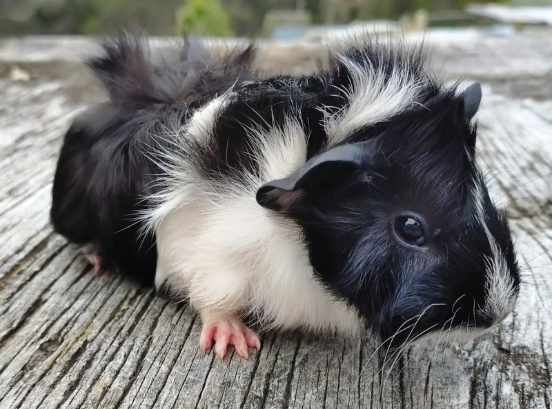 Guinea Pigs, Attractive and Healthy Carousel 1