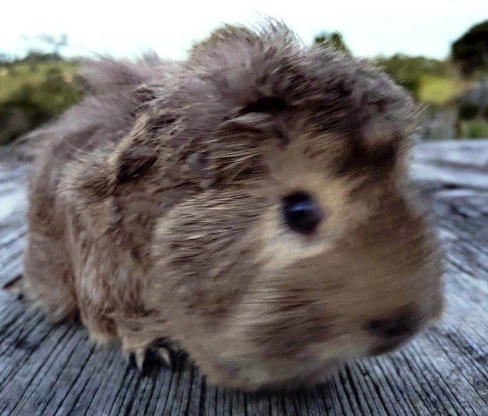 Guinea Pigs, Attractive and Healthy Carousel 10