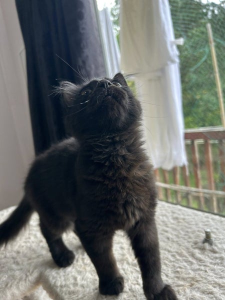 Rescue kitten Noodle Carousel 2