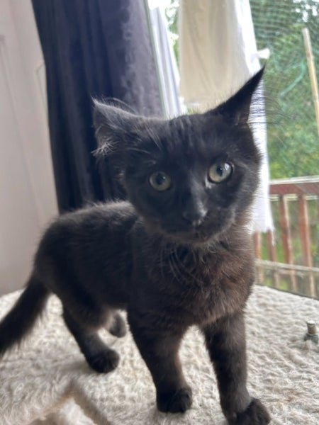 Rescue kitten Noodle Carousel 1