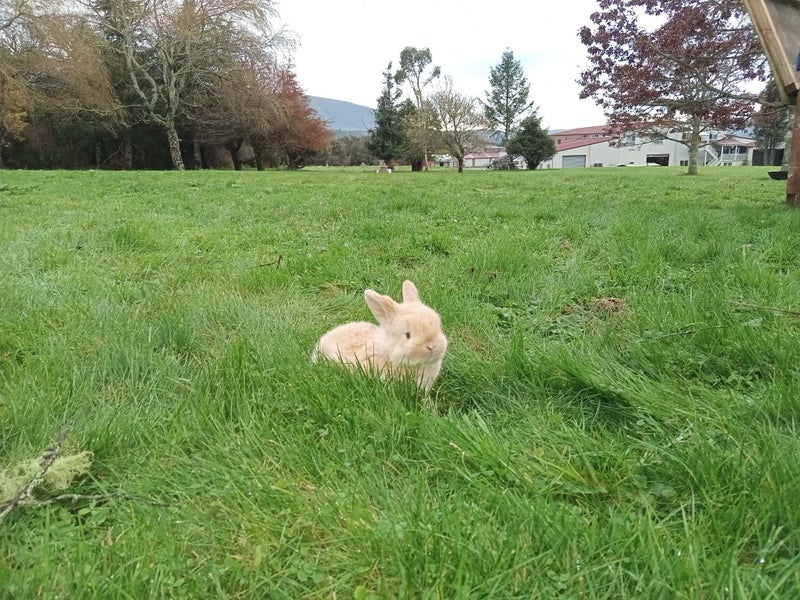 Rabbits Carousel 1
