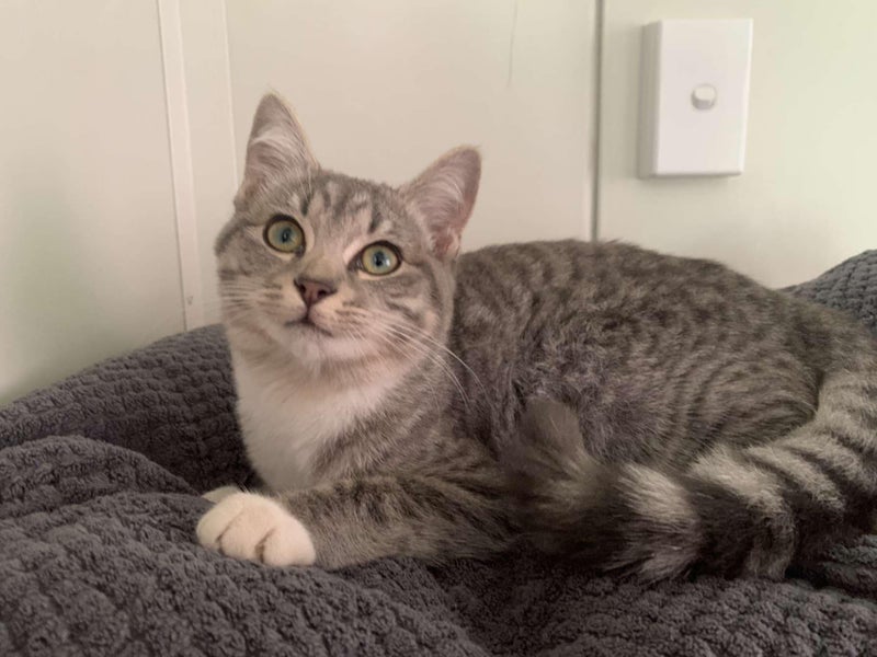 Kitten to Adopt Carousel 1