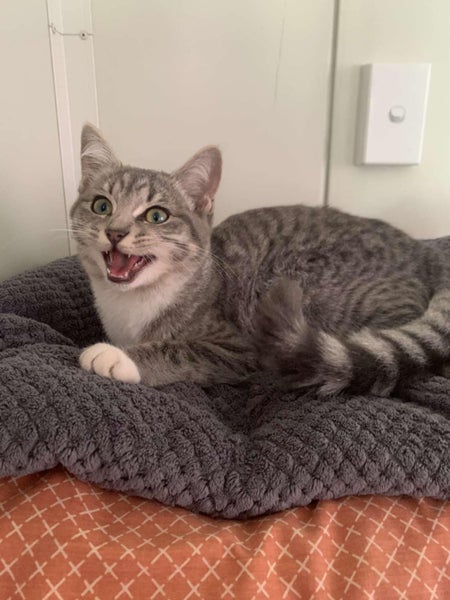 Kitten to Adopt Carousel 2