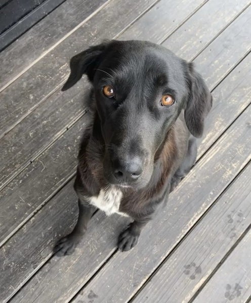 Lost dog, Gordonton Waikato 14.05.25 Carousel 1