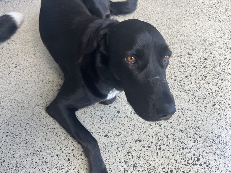 Lost dog, Gordonton Waikato 14.05.25 Carousel 2