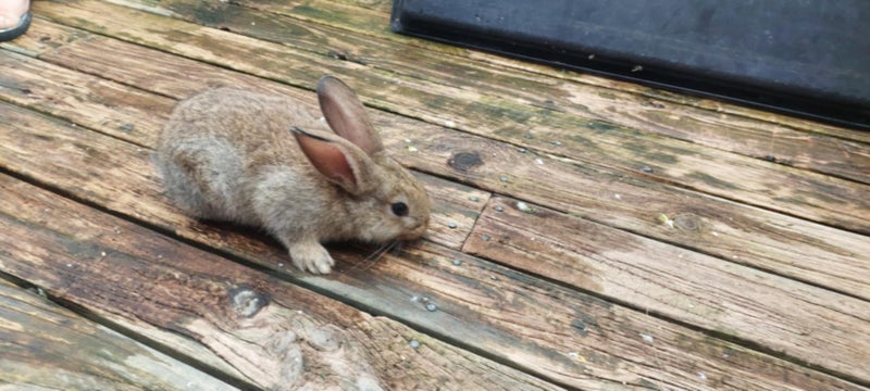 Baby Rabbits Carousel 2